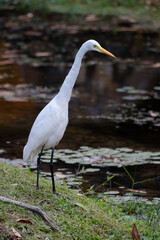 Intermediate egret, Ardea intermedia, vertical photo