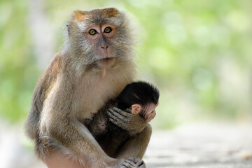 monkey with a baby, long-tailed macaques