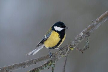 Great tit on the branch, Parus major