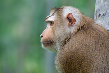 northern pig-tailed macaque, portrait of a monkey