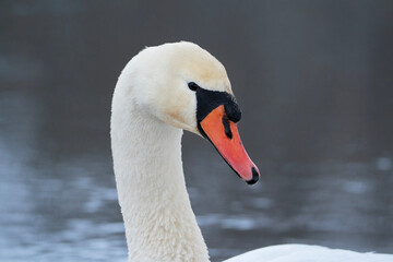 Fototapeta premium Mute swan, portrait of a bird, Cygnus olor close up