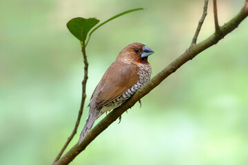 Scaly-breasted munia or spotted munia, Lonchura punctulata, bird of tropical Asia