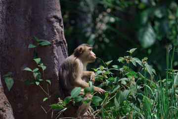 Southern pig-tailed macaque in the forest, Macaca nemestrina