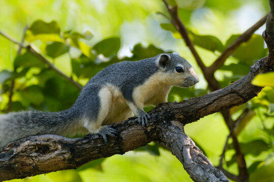 variable squirrel on a tree in Thailand, Callosciurus finlaysonii