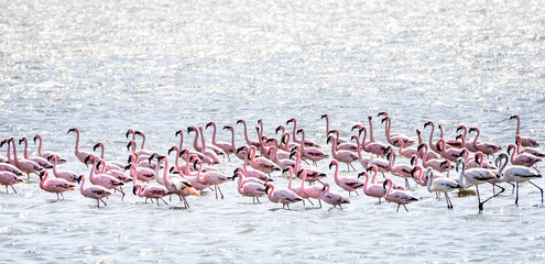Large Flock of pink Flamingos standing in Walvis Bay, namibia
