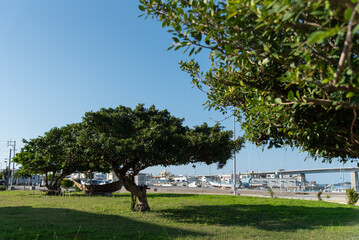 Fototapeta na wymiar 橋のある海辺の街の芝生の公園