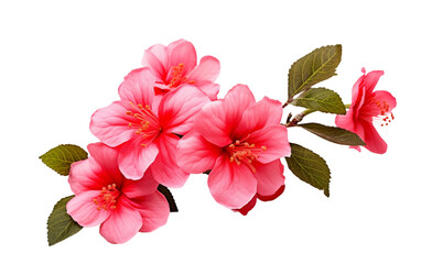 Blossoms in Shades of Pink and Red isolated on transparent Background