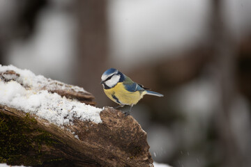 Cinciarella (Cyanistes caeruleus) Blue