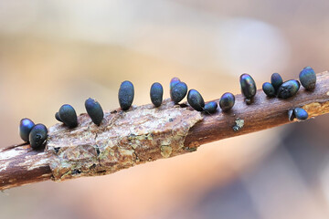 Lamproderma ovoideum, a nivicolous slime mold from Finland, no common English name