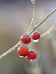 Red berries of asparagus, also called garden asparagus or sparrow grass