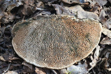 Oak mazegill, Daedalea quercina, also known as maze-gill fungus, bracket fungus from Finland