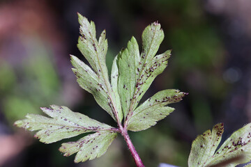 Synchytrium anemones, a fungal plant pathogen affecting wood anemone, spring fungus from Finland