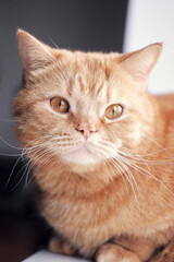 a beautiful adult ginger cat with bright amber eyes. close-up portrait of an adult cat with amber eyes. beautiful purebred cat close up