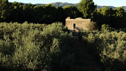 Fototapeta premium rural house among fields of olive trees