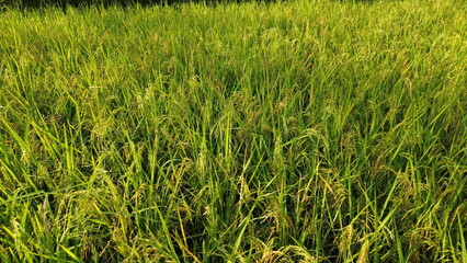 green wheat field