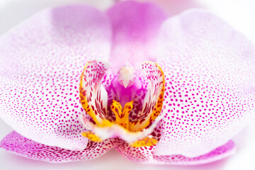 Fototapeta na wymiar Pink with Dots Phalaenopsis Manhattan Orchid Macro
