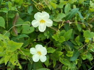 Asystasia gangetica is a species of plant in the family Acanthaceae. It is commonly known as the Chinese violet, coromandel or creeping foxglove.[