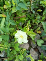 Asystasia gangetica is a species of plant in the family Acanthaceae. It is commonly known as the Chinese violet, coromandel or creeping foxglove.[