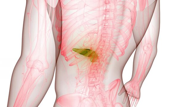 Human Internal Organ Pancreas Anatomy Animation Concept