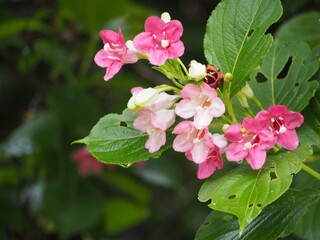 ピンクの花　ハコネウツギ