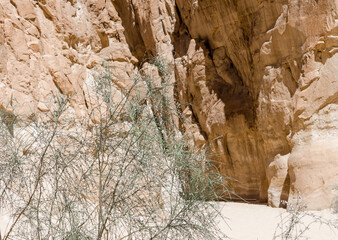 high rocky mountains and green bush in the canyon in Egypt Dahab South Sinai