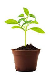 a pot young plant growing from soil isolated on a white background PNG