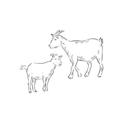 A line drawn illustration of a baby goat (kid) and adult goat. Each animal is an individual eps and can be used separately. Vectorised for a range of uses in a sketchy style.