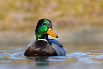 Mallard on the water closeup - Anas platyrhynchos - wild male duck