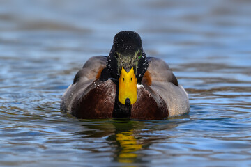 Mallard on the water closeup - Anas platyrhynchos - wild male duck