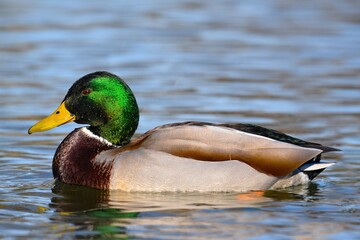Mallard on the water closeup - Anas platyrhynchos - wild male duck