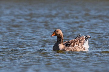 Greylag goose on the water - Anser anser