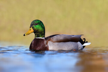 Mallard on the water closeup - Anas platyrhynchos - wild male duck
