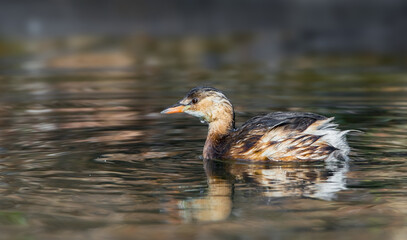 Little grebe on the water - Tachybaptus ruficollis