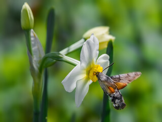 Hummingbird hawk-moth feeding on a flower - Macroglossum stellatarum