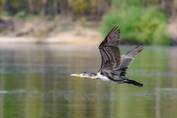 The great cormorant in flight - Phalacrocorax carbo