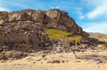 tree with green leaves against a cliff in Egypt Dahab South Sinai