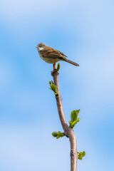 Little bird at the top of the tree