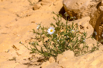 white daisies on the sand in the desert close up