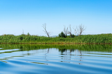 Different images of reeds on the river.