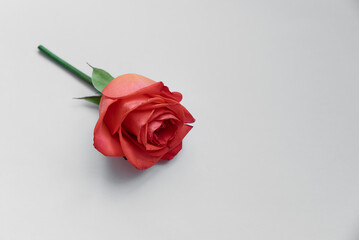 one bud of a beautiful pink rose on a pure white background