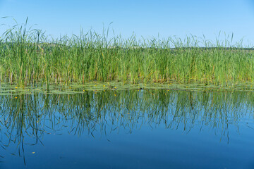 Different images of reeds on the river.