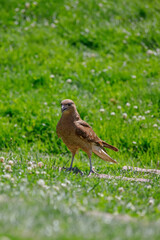 Bird of prey on the grass