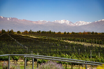 vineyard in the mountains