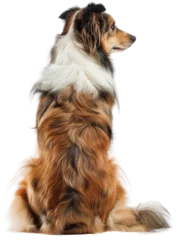 Back view of a sitting collie dog isolated on a white background © Flowal93
