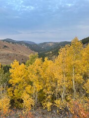 Fototapeta premium Fall Foliage in the Rocky Mountains