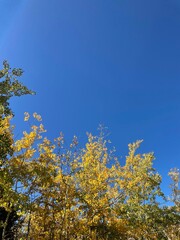 Fall Foliage in the Rocky Mountains
