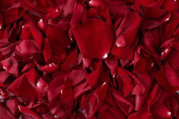 petals of a red velvet rose. texture of red rose petals