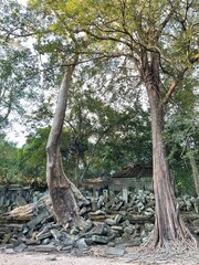 roots and trees growing over temple in Cambodia