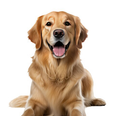 Portrait of brown golden retriever dog lying down looking at camera on a Cut out PNG transparent background