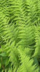 Detail shot of ferns in the woods, Monhegan Island, Maine